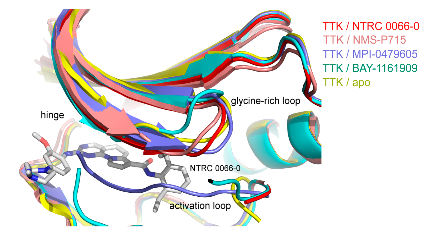 Shift of the glycine-rich loop after inhibitor binding